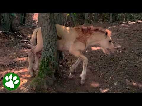 The Moment They Found the Foal Trapped Between Two Trees ❤️