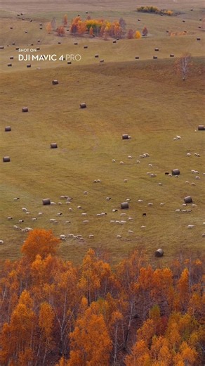 Autumn Turned Everything Gold | DJI Mavic 4 Pro