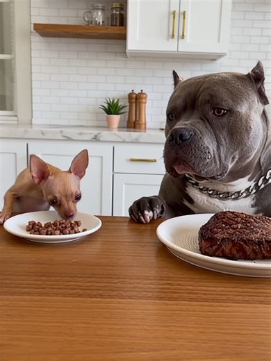 Chihuahua vs Bully: Hilarious Food Prank Showdown