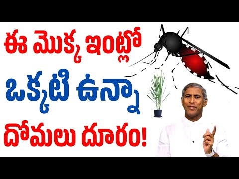Mosquito Natural Repellent |ఈ మొక్క ఇంట్లో ఒక్కటి ఉన్నా దోమలు దూరం! | Dr Manthena Satyanarayana Raju