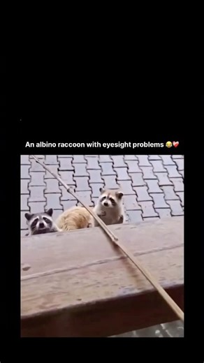 An albino raccoon with eyesight problems 😅😍
