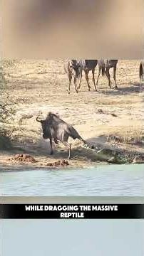 Crocodile Drags a Wildebeest Until a Massive Hippo Attacks! #nature #crocodile #wildebeest #survival
