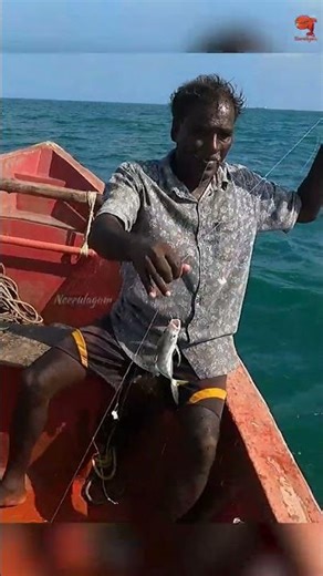 Catching Horse Eye Jack using prawn bait! #fishing #fishingvideo #fishingtime