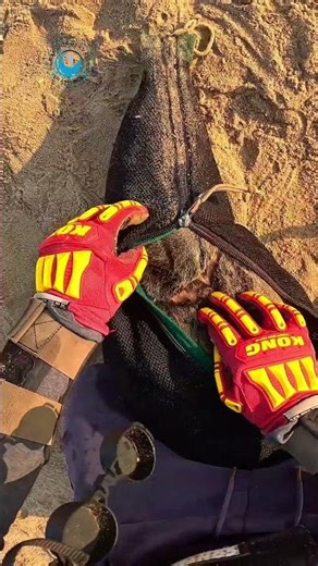 Entangled Seal Doesn't Even Know Why He Can’t Breathe! #shorts