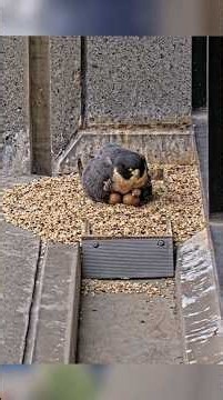 🎉 Welcome in world baby 🐣 | Falcon first egg hatched #falcon #hatched #falcons #birds #nest #shorts