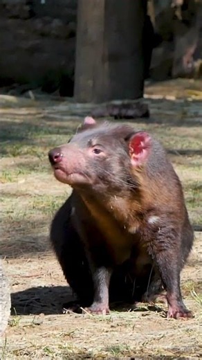 Tasmanian Devil: Small Body, Powerful Bite! 😈 | Australian Wildlife