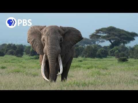 Tusker: Brotherhood of Elephants | PBS Nature Documentary