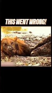 Lion Tries to Hunt But Gets Trapped by a Buffalo Instead 😳