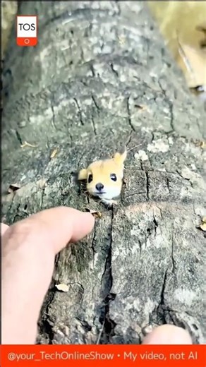 BABY SQUIRREL feeding moment 🐿️🥜🤍 #shorts #animals #nature #cute #wow