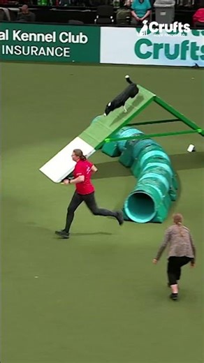 Joe & Stevie = SPEED ⚡ Crufts 2026