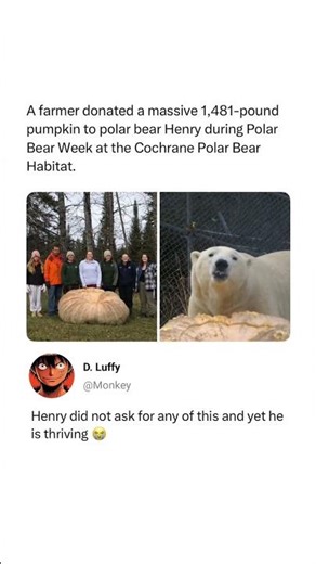 Henry the Polar Bear Is Accidentally Living Everyone’s Dream 🐻🎃