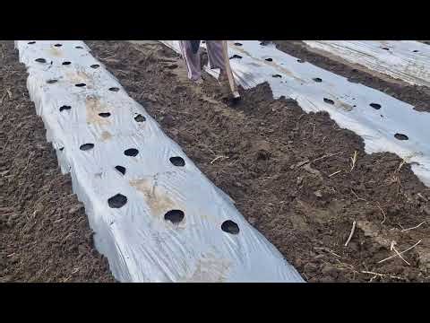 FARMERS’ CLEVER TRICK TO SECURE MULCH PLASTIC EDGES WITH SIMPLE TOOLS! - Agriculture Farming
