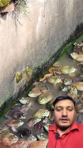 When Frogs Fight Back Against a Snake #shortsfeed