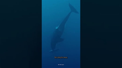 Discover life-saving tips for surviving a killer whale attack