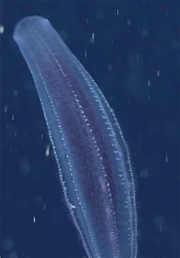 Deep-sea sparkles ✨️⁠ ⁠ Ctenophores (pronounced “TEEN-o-fours”) are mysterious ocean drifters found anywhere from the ocean’s edge to the deepest parts of the ocean. Also called comb jellies, these delicate predators slip through ocean waters, capturing other animals, typically using their long, sticky tentacles.⁠ ⁠ This abyssal comb jelly (Beroe abyssicola) patrols the midnight zone searching for its favorite food—other comb jellies. When Beroe finds another comb jelly, it opens its mouth wide.