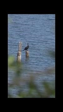 Why Florida's Indian River Lagoon matters -- and teams are trying to save it