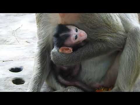 The Cutest Baby Monkey Moments You Need to See