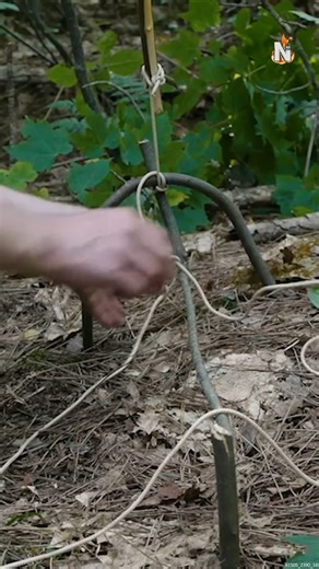 Making a Tree Spring Survival Trap #Survival #SurvivalTrap #Nature #Trees | Nighthawkinlight Projects