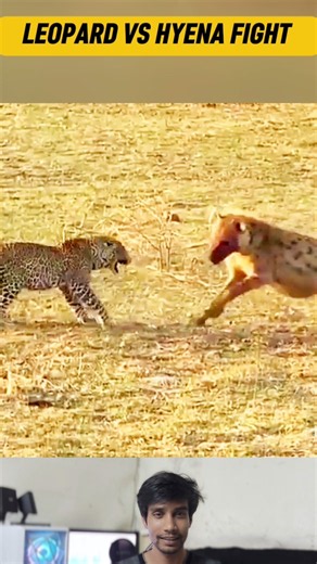 Fierce Showdown! Leopard Takes Its Meal from a Hyena