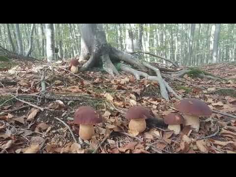 A beautiful boletus mushrooms 2026