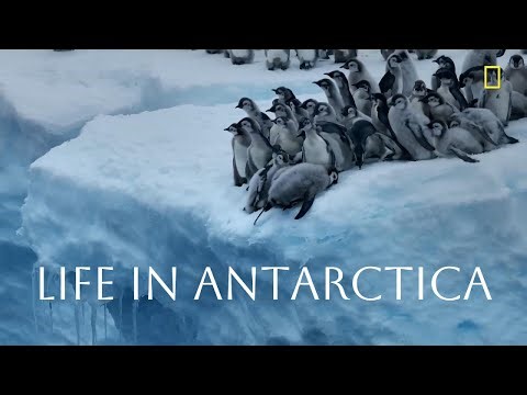 Never Before Filmed Moments Emperor Penguin Chicks’ Most Daring Moment | Arctic Nature Documentary
