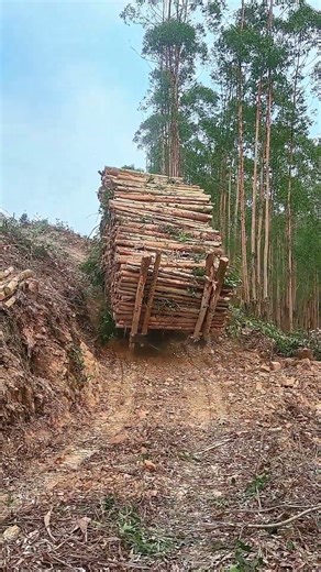 Now You See Why No Ropes for Logs ! The Genius “Let Go” Hack—Logs Slide, Truck Survives