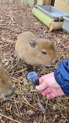 Cute interview with even cuter BABY CAPYBARA'S! #capybara #cute #adorable #baby