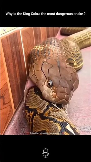 Why is the King Cobra the most dangerous snake ?|| King cobra||#facts #snake#shorts #nature