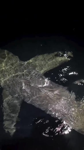 Great White Shark Eats Smaller Shark that we caught 😳 What would you do? (Bluewaterbrothersnz/IG) #greatwhiteshark #shark #sharkfishing #newzealand