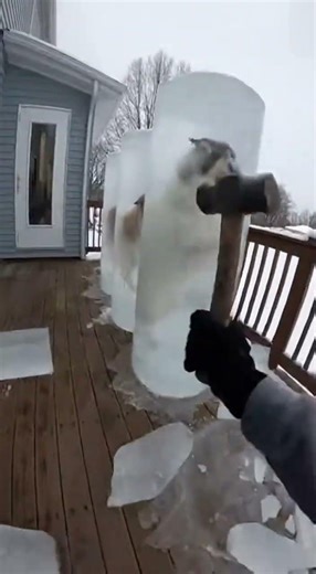 Breaking the Ice: Epic Dog Rescue from Frozen Pillars! 🐶❄️ #Dogs #Winter #Ice #Viral