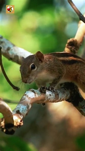 Himalayan Squirrel Sounds (Fast Rhythmic Squeaks)