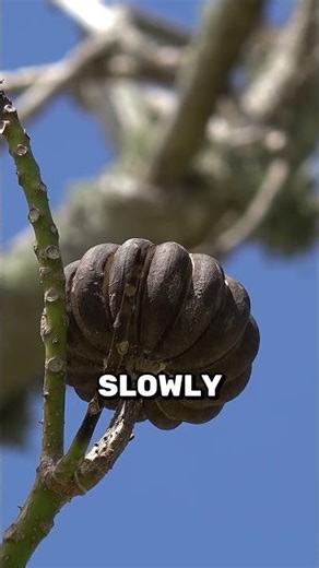 The Tree That EXPLODES Its Seeds at 250 km/h 😳 | Nature’s Deadliest Defense🤯