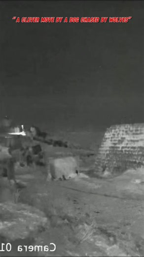 Late at night, far from human settlements, a pack of wolves targeted a owned dog and began chasing it. After minutes of intense pursuit, the dog was almost caught. But a smart and bold maneuver at the last second changed everything. Caught off guard, the wolves panicked and retreated. In nature, survival is not always about strength — sometimes, intelligence makes the difference. "We've shared never-before-seen footage of encounters between wolves and dogs. If you want to witness nature's most s