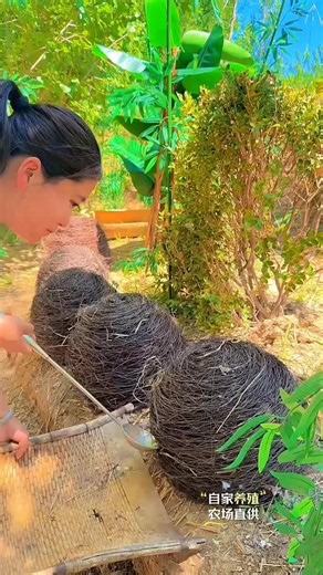 Hidden Giant Bird Nest Full of Fresh Eggs