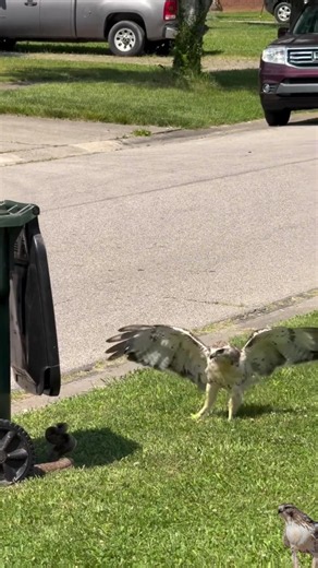 hawk vS snake