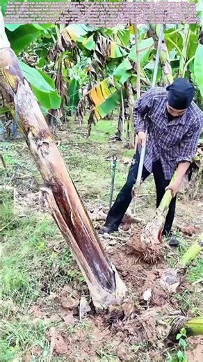Culling the Stalk: How a Spade Ends a Banana Plant's Cycle