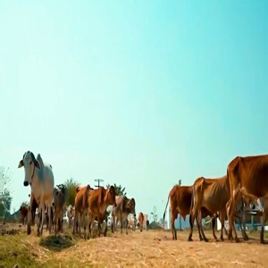 (WITH GFX) Chhattisgarh expands dairy cooperatives to 977, boosting milk production and rural livelihoods