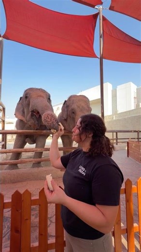 Feeding tow gentle giants here at the Emirates Park Zoo! 🐘 🐘 these two love birds love bananas!