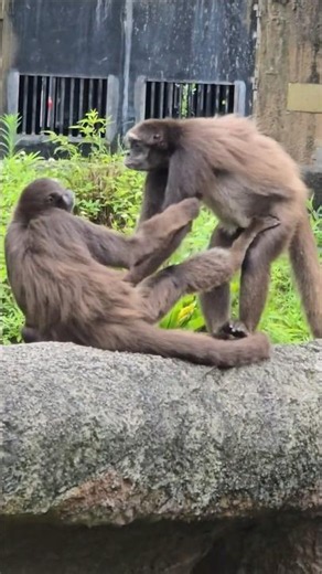 棕蜘蛛猴Brown Spider Monkey/Taipei Zoo