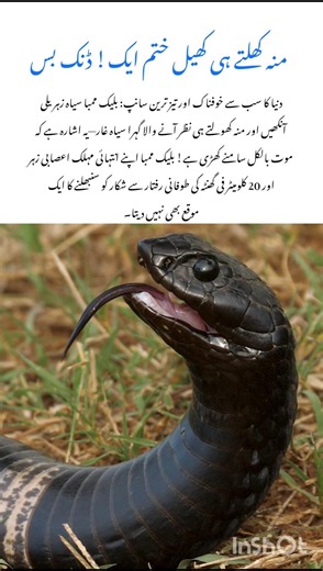 The Fastest Deadly Snake! #snake #naturefacts #wildlife #nature #shorts