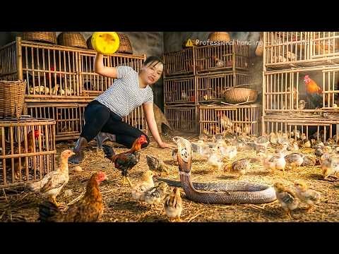 72 Hours of Terrifying Attack - Cobra Hiding in Farm Attacks Chicken Farm