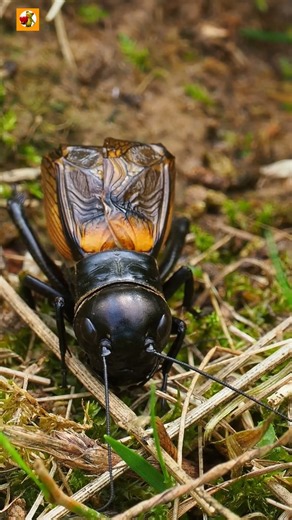 Cricket sound ( Insect ) | Chirping Cricket #cricket #insects
