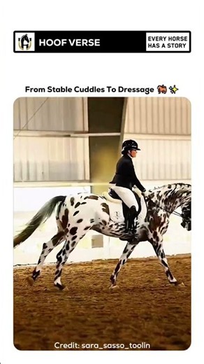 Pure Dressage Elegance 🐴 #horse #shorts
