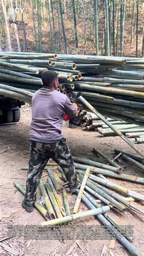 "Smart Bamboo Cutting Hack 🌾 | Easy & Fast Way to Stack Perfectly!"