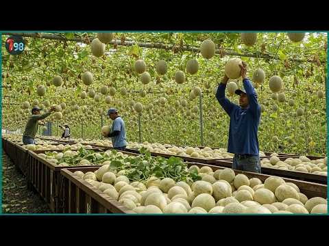 The Most Jaw-Dropping Harvests Ever Caught on Camera 💥 30+ Giant Farming Moments