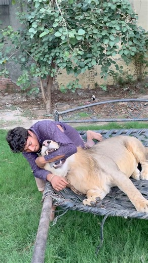 Lion bite the Boy Hand😱#lion #lionhub #shorts