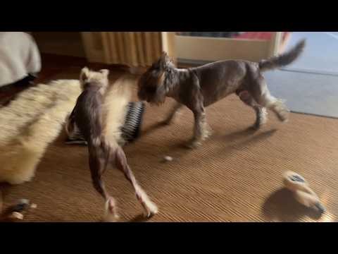 Zoom Meeting 🐶 🖥️