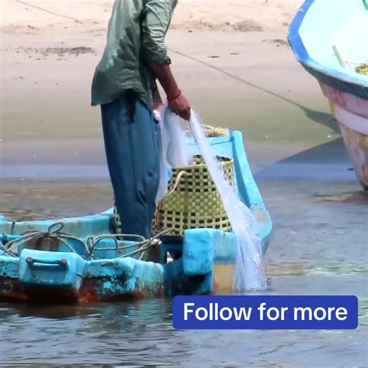 Fisherman Catching Lot of Mullet fish with Boat