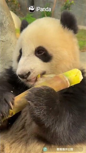 No Secrets Can Hide Panda’s Ears | iPanda #shorts #HKpanda