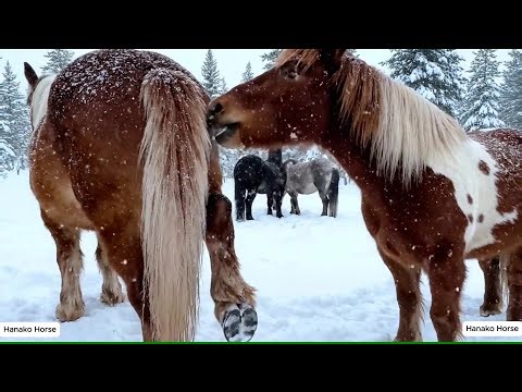 Horse Mating in the Snowy Forest – Cinematic Winter Beauty